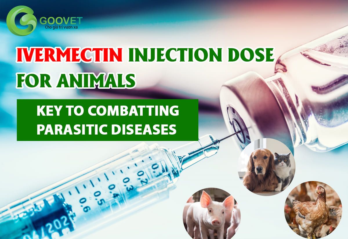 Ivermectin injection dose for animals - Key to combatting parasitic diseases