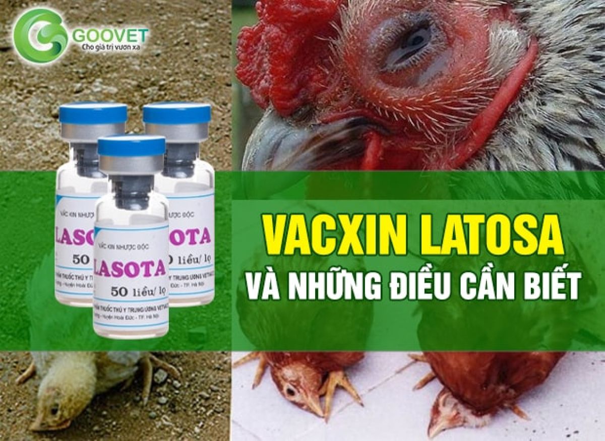Vacxin Lasota (vaccine lasota) và những điều cần biết