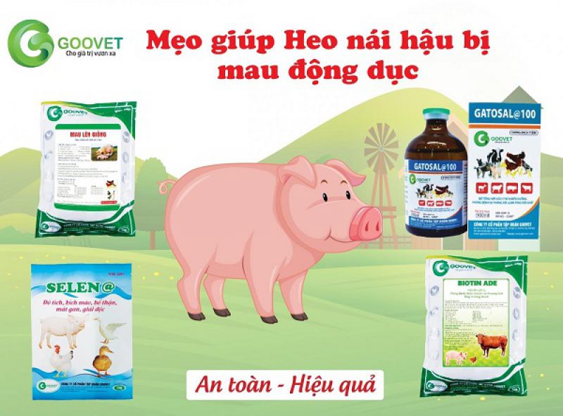 Mẹo giúp heo nái hậu bị mau động dục Lên giống