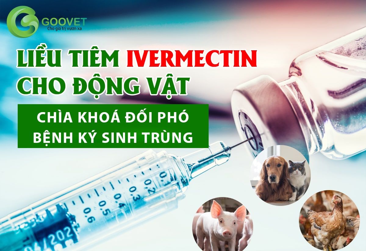 Liều tiêm ivermectin cho động vật - Chìa khoá đối phó bệnh ký sinh trùng.