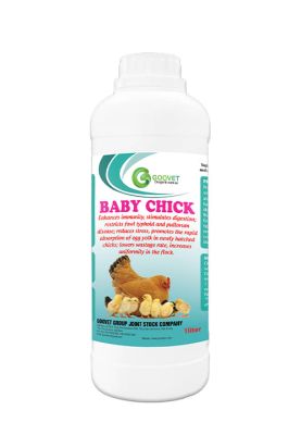 BABY CHICK