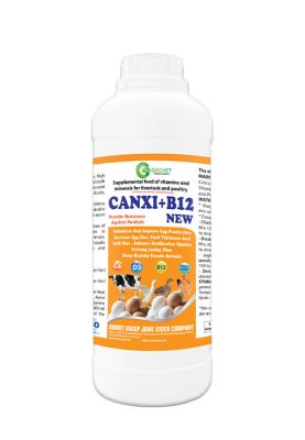 CANXI+B12 NEW