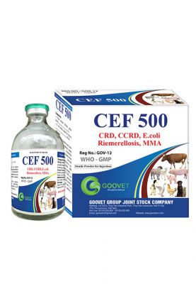 CEF 500