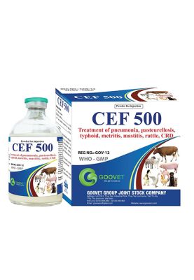 CEF 500