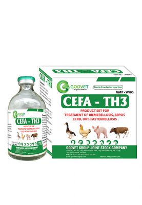 CEFA - TH3
