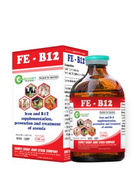 fe-b12-iraq