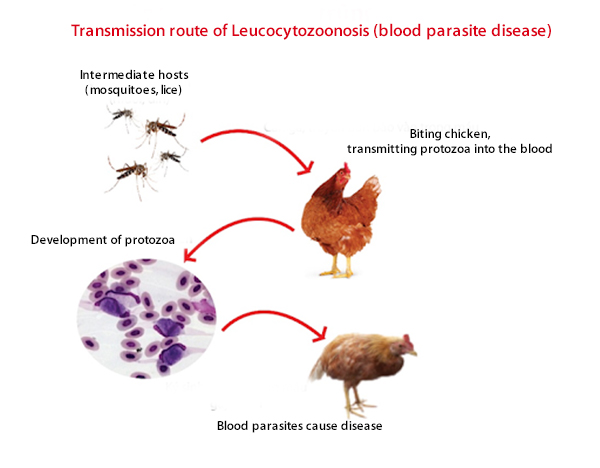 transmission-route-of-leucocytozoonosis