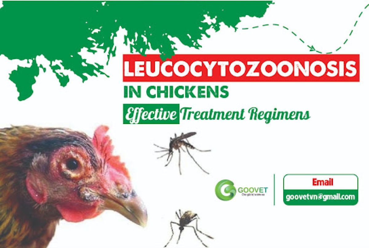 Leucocytozoonosis in chickens and effective treatment regimens.