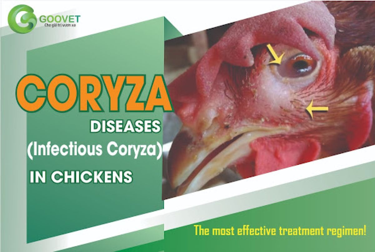 Coryza (infectious coryza) in chickens