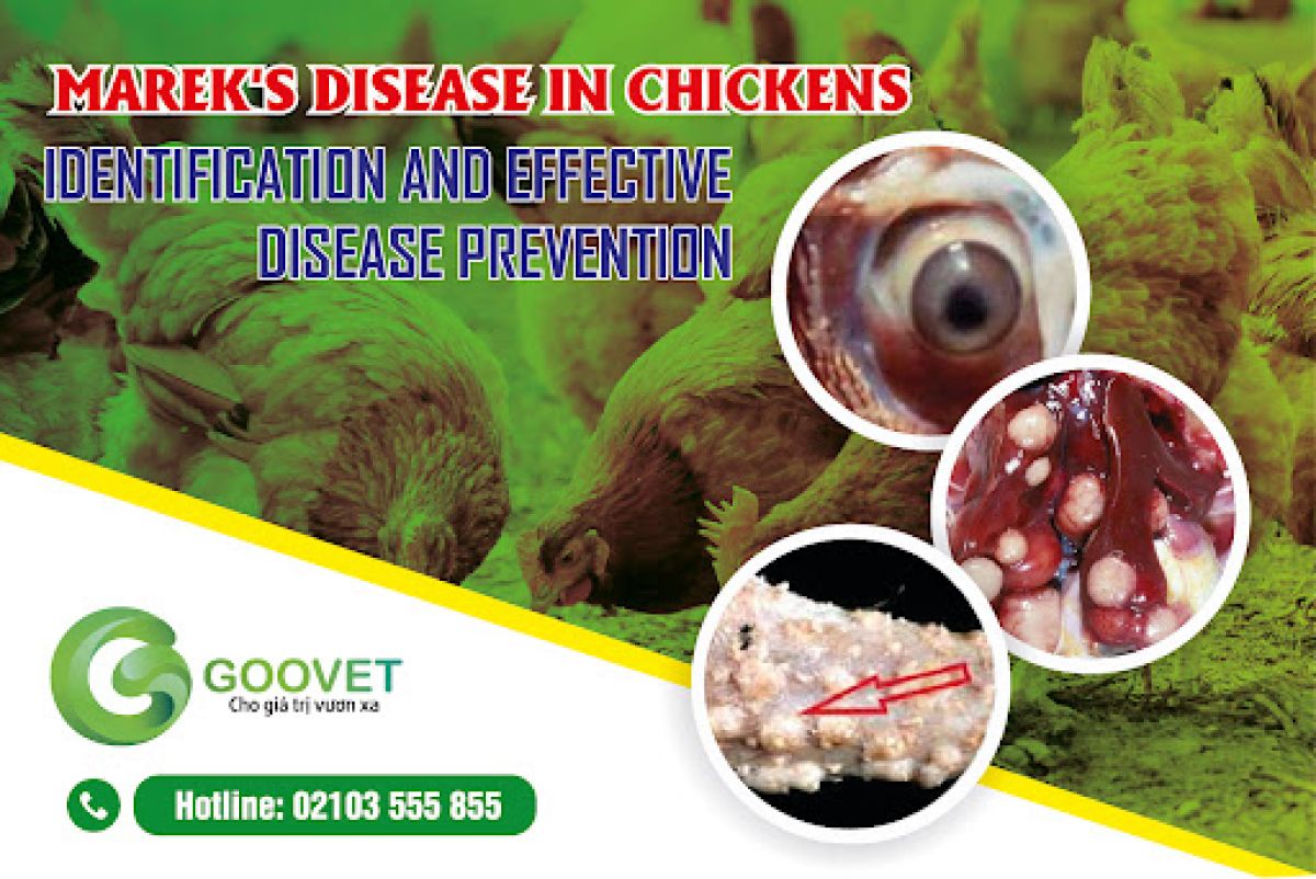 Marek&#039;s disease in chickens - Identification and effective disease prevention