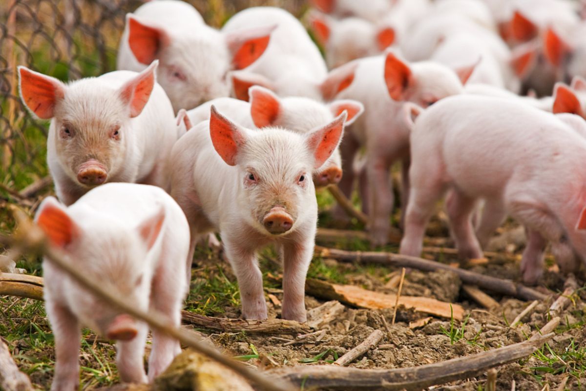 Take care of piglets after weaning