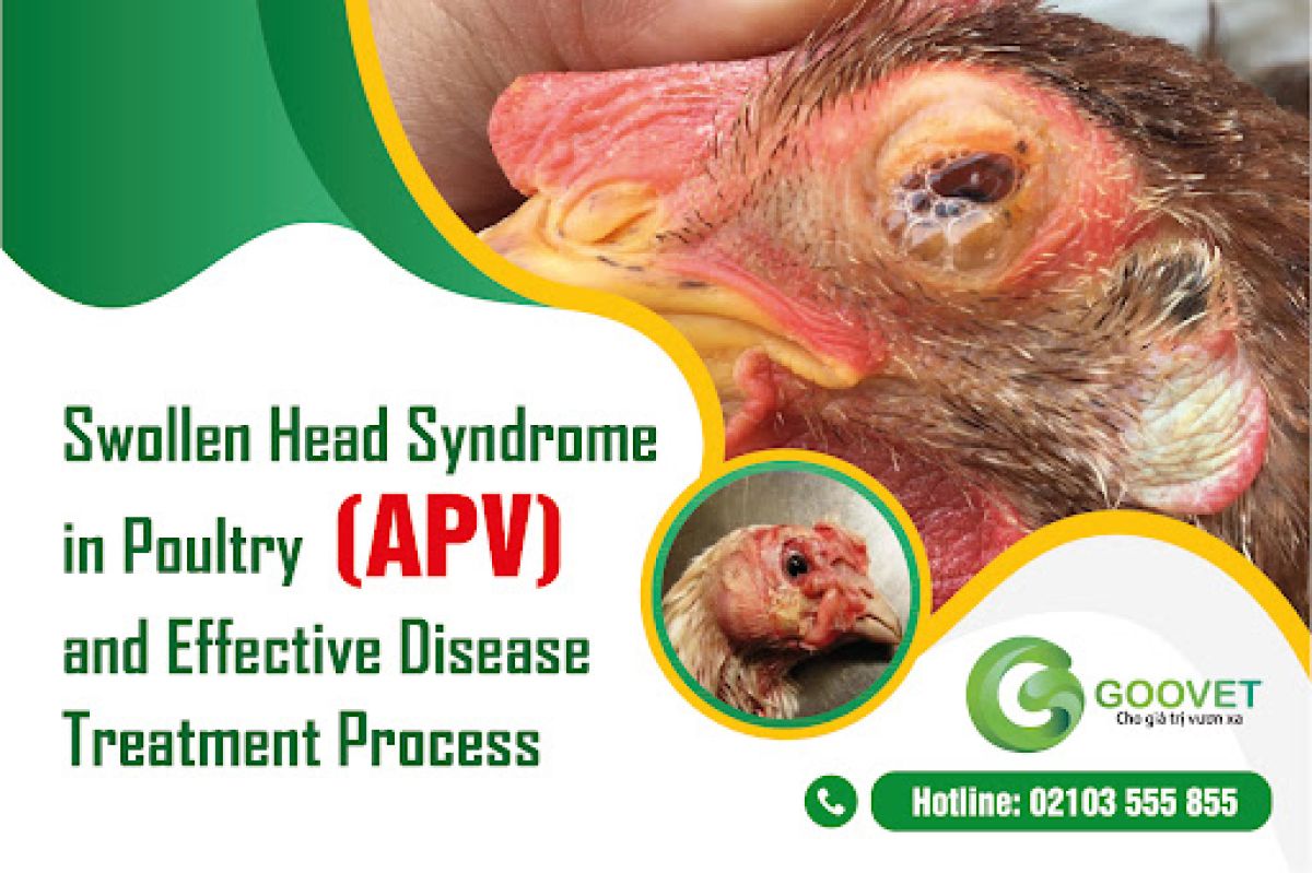 Swollen head syndrome in poultry (APV) and effective disease treatment process