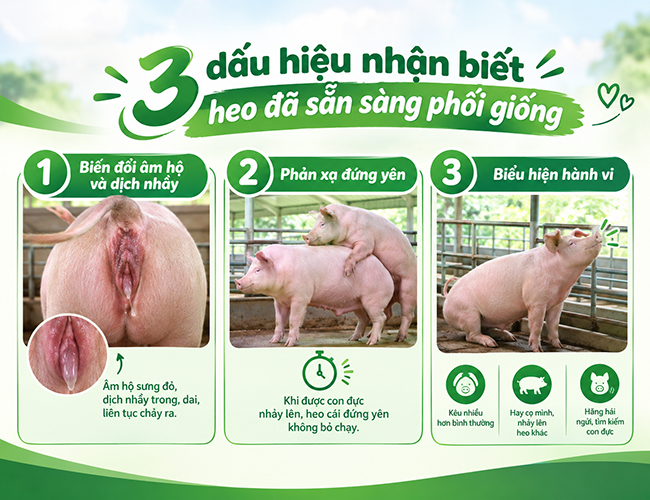Ba dấu hiệu heo sẵn sàng phối giống