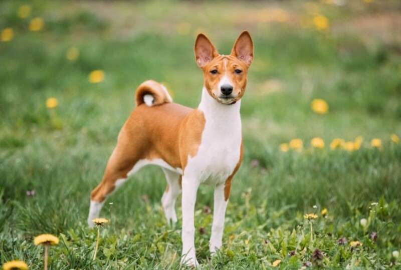 Basenji-giong-cho-khong-co-kha-nang-sua-2.jpg