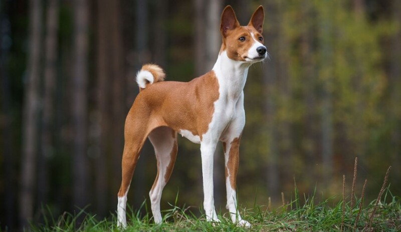 Basenji-giong-cho-khong-co-kha-nang-sua.jpg