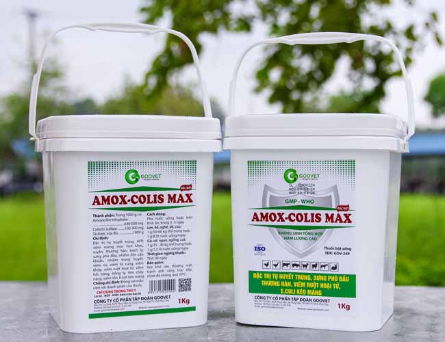 amox-colis-max-thuoc-dac-tri-benh-tu-huyet-trung-o-ga