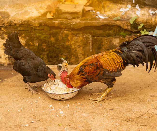 an-phai-thuc-an-kem-chat-luong-khien-ga-bi-tieu-chay
