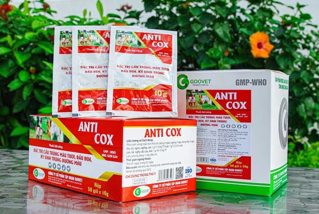 anti-cox-thuoc-dac-tri-cau-trung-o-ga