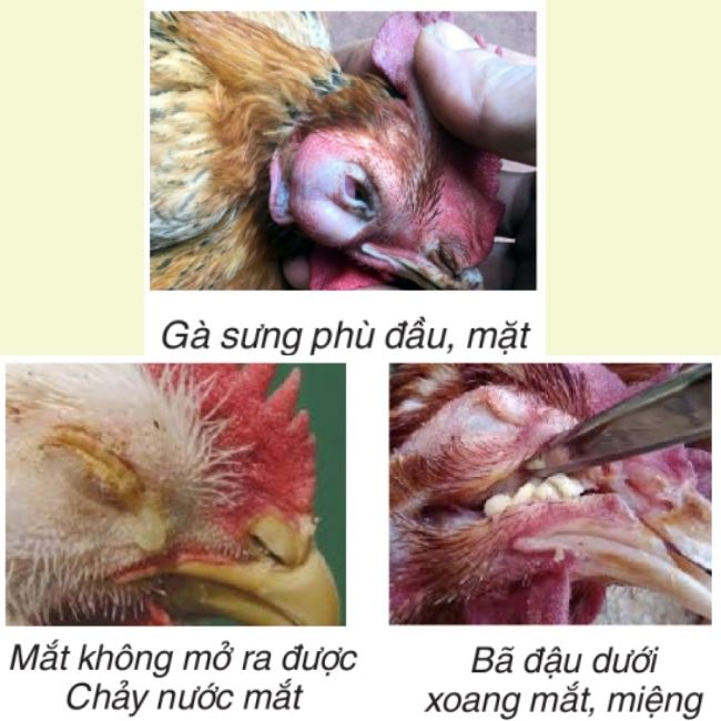 cac-benh-tren-ga-benh-so-mui-truyen-nhiem-coryza