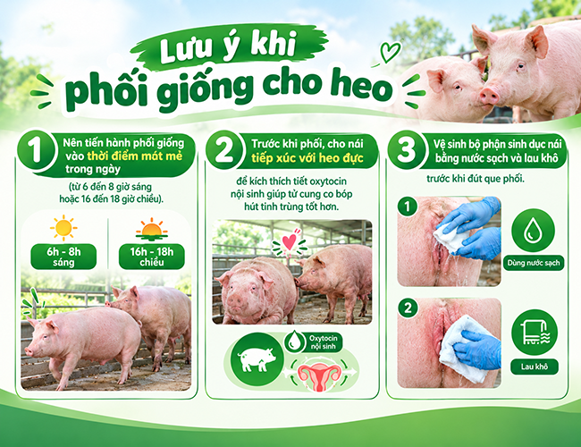 luu-y-khi-phoi-giong-cho-heo