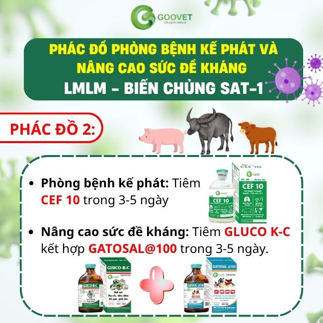 phac-do-phong-benh-ke-phat-va-nang-cao-suc-de-khang-lmlm-bien-chung-sat-1 2