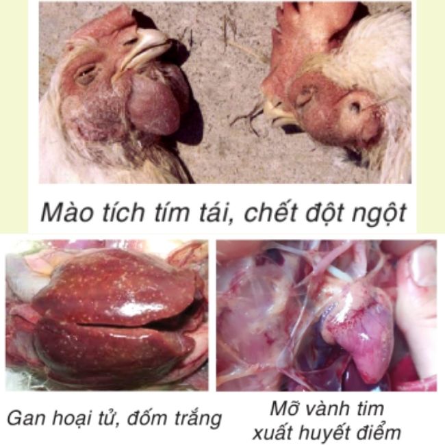 trieu-chung-benh-tich-benh-tu-huyet-trung-tren-ga