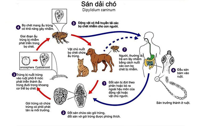 vong-doi-cua-san-cho