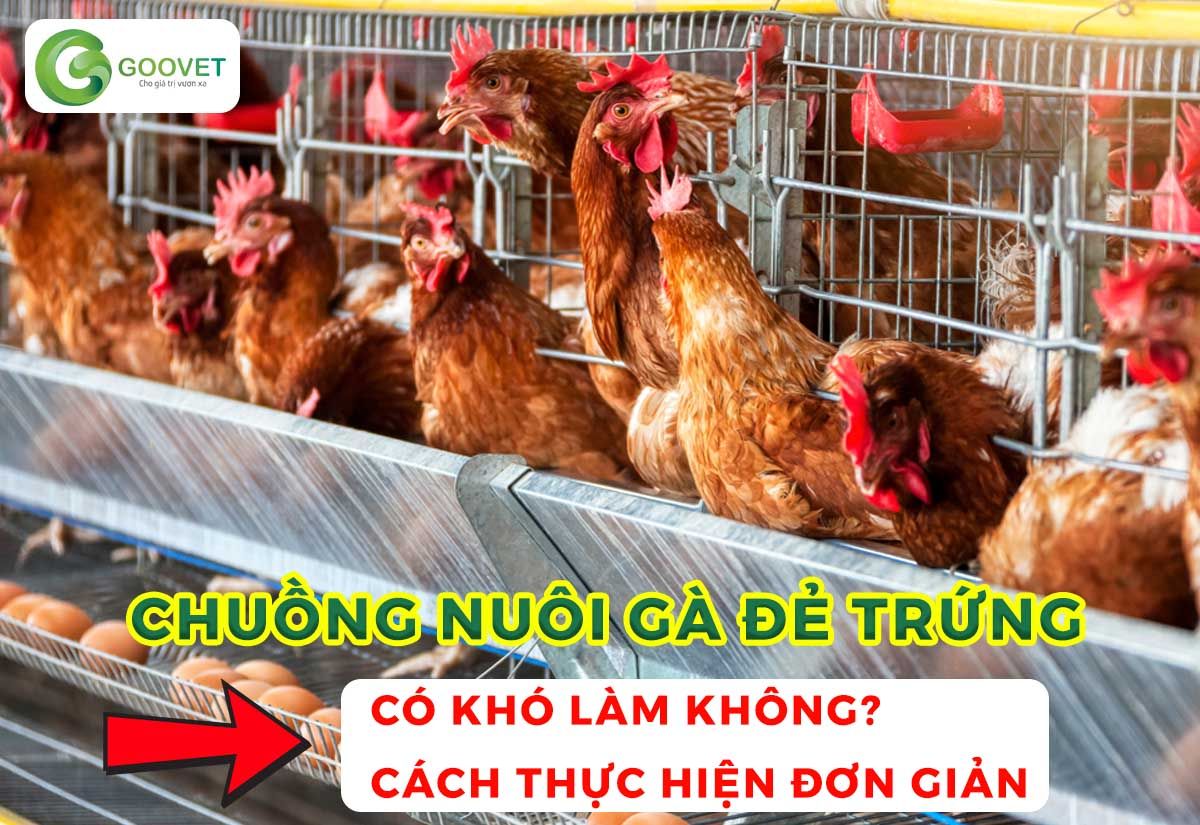 Chuồng nuôi gà đẻ trứng có khó làm không? Cách thực hiện đơn giản