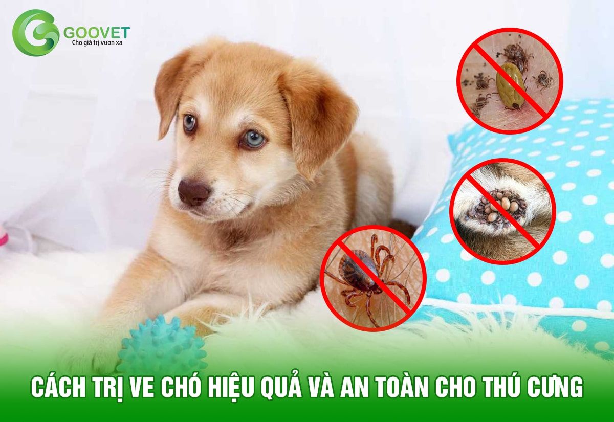 Cách trị ve chó hiệu quả và an toàn cho thú cưng