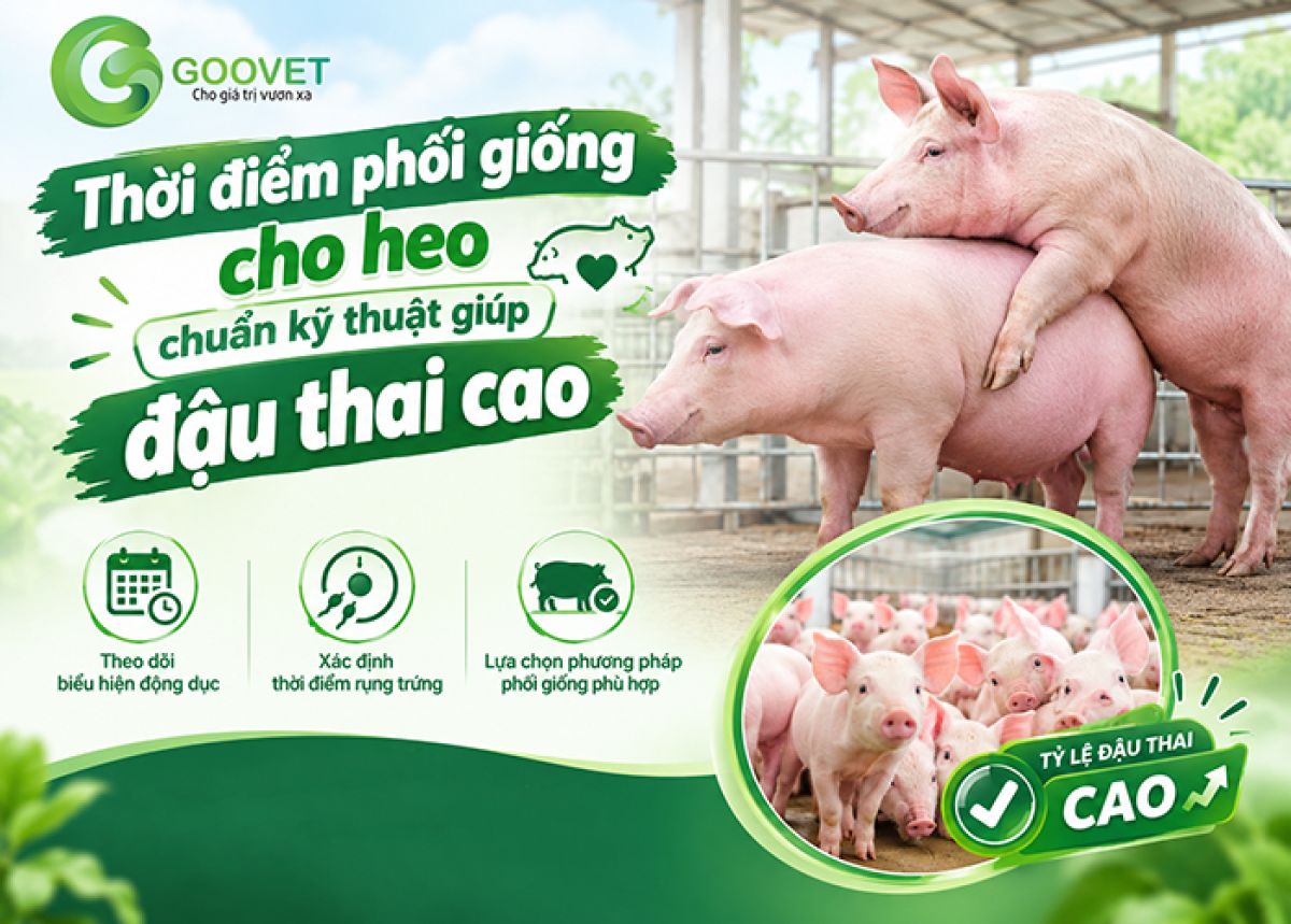 Thời điểm phối giống cho heo chuẩn kỹ thuật gi&uacute;p đậu thai cao