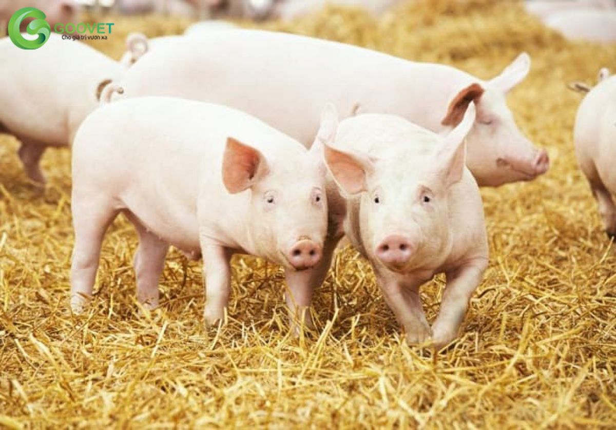 Bí quyết tối ưu hoá thời gian nuôi lợn thịt