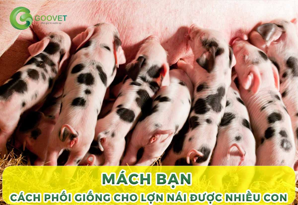 Mách bạn cách phối giống cho lợn nái được nhiều con