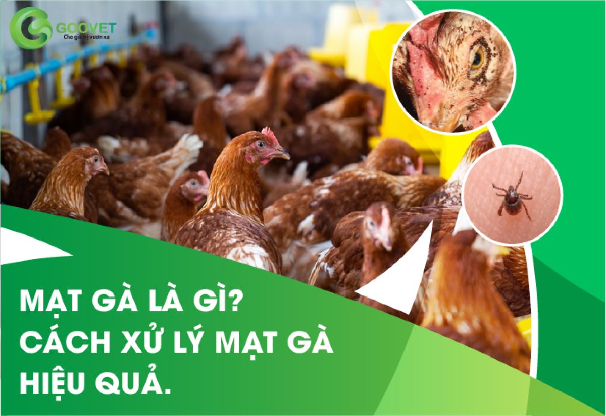 Mạt gà là gì và cách xử lý mạt gà hiệu quả.