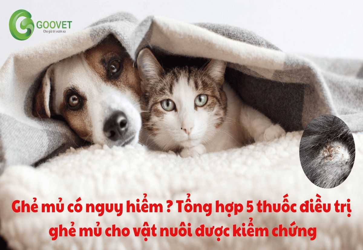 Ghẻ mủ có nguy hiểm ? Tổng hợp 5 thuốc điều trị ghẻ mủ cho vật nuôi được kiểm chứng