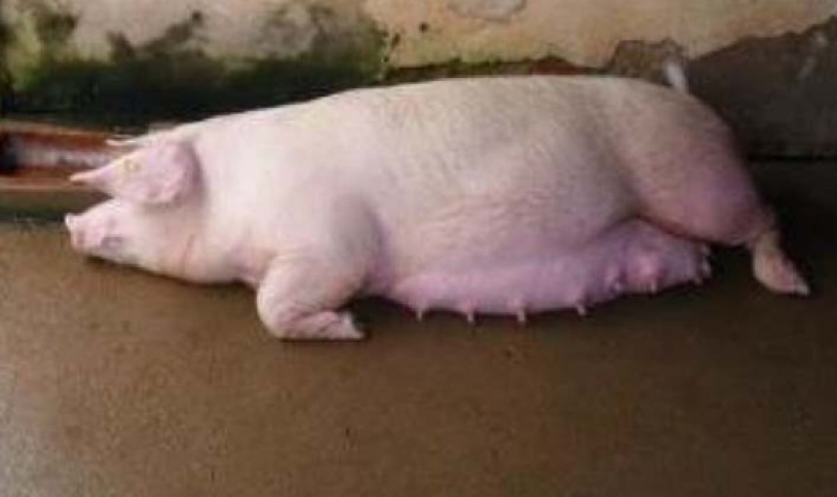 7+ Hiện tượng lợn nái chuẩn bị đẻ và cách chăm sóc