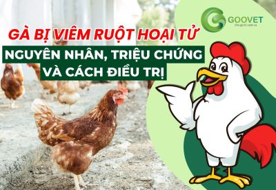 Gà bị viêm ruột hoại tử: Nguyên nhân, triệu chứng và cách điều trị