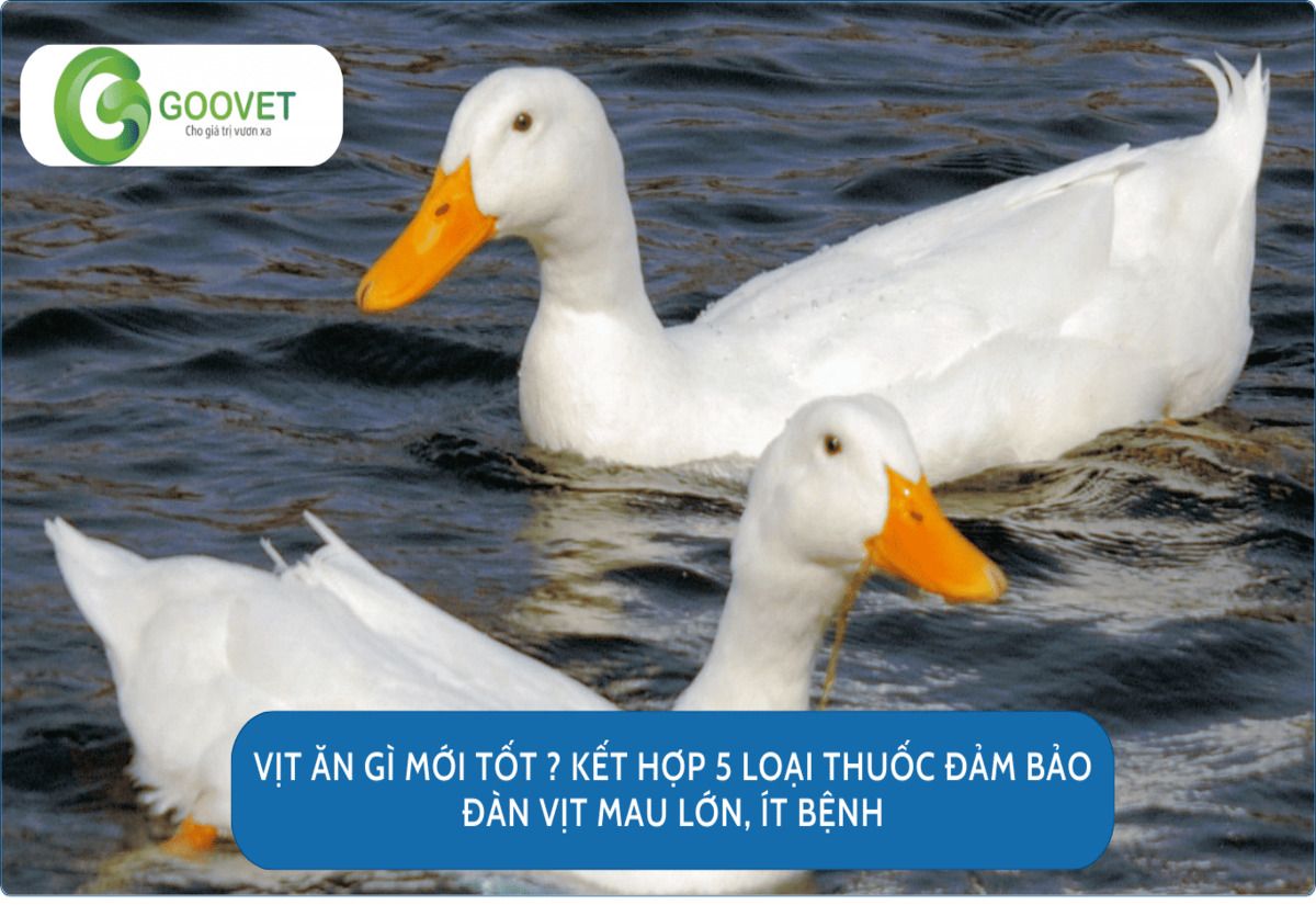 Vịt ăn gì mới tốt ? Kết hợp 5 loại thuốc đảm bảo đàn vịt mau lớn, ít bệnh