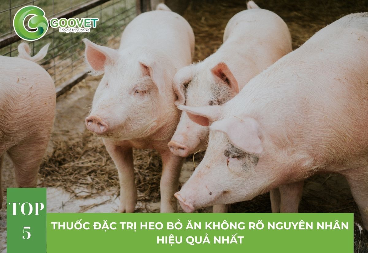 Top 5 thuốc đặc trị heo bỏ ăn không rõ nguyên nhân hiệu quả nhất