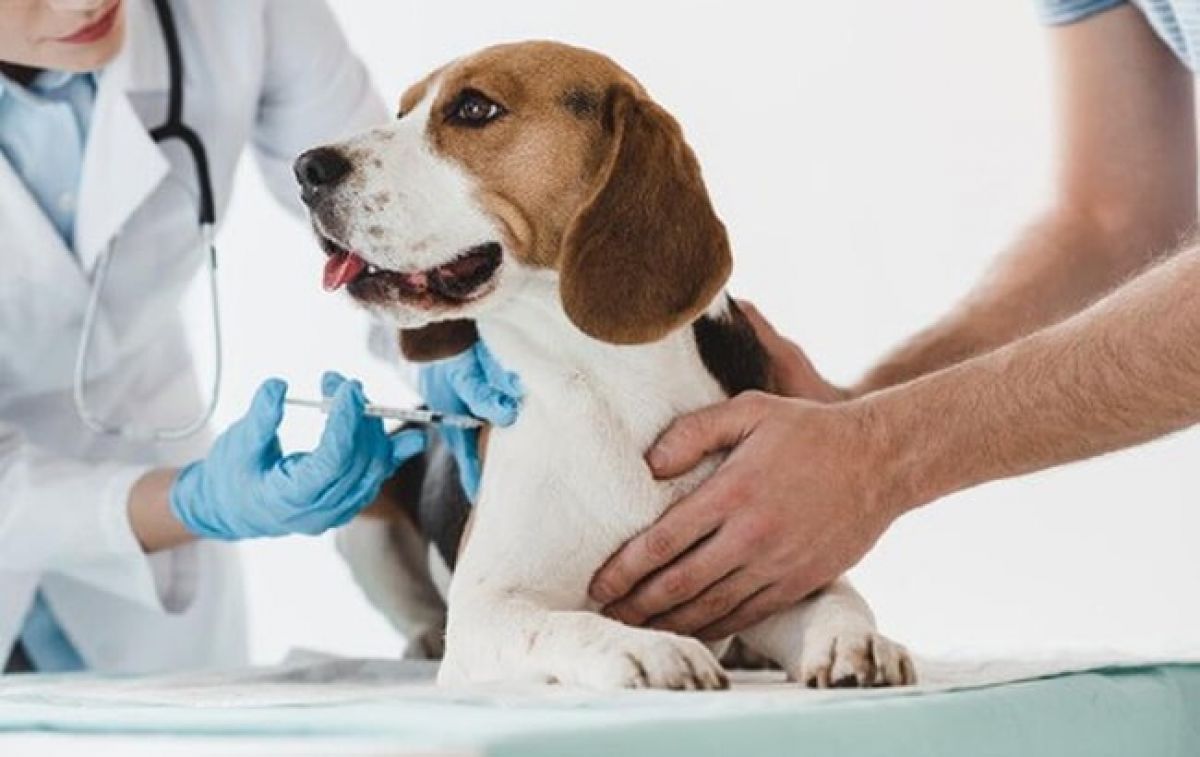 Tiêm phòng vacxin 7 bệnh cho chó