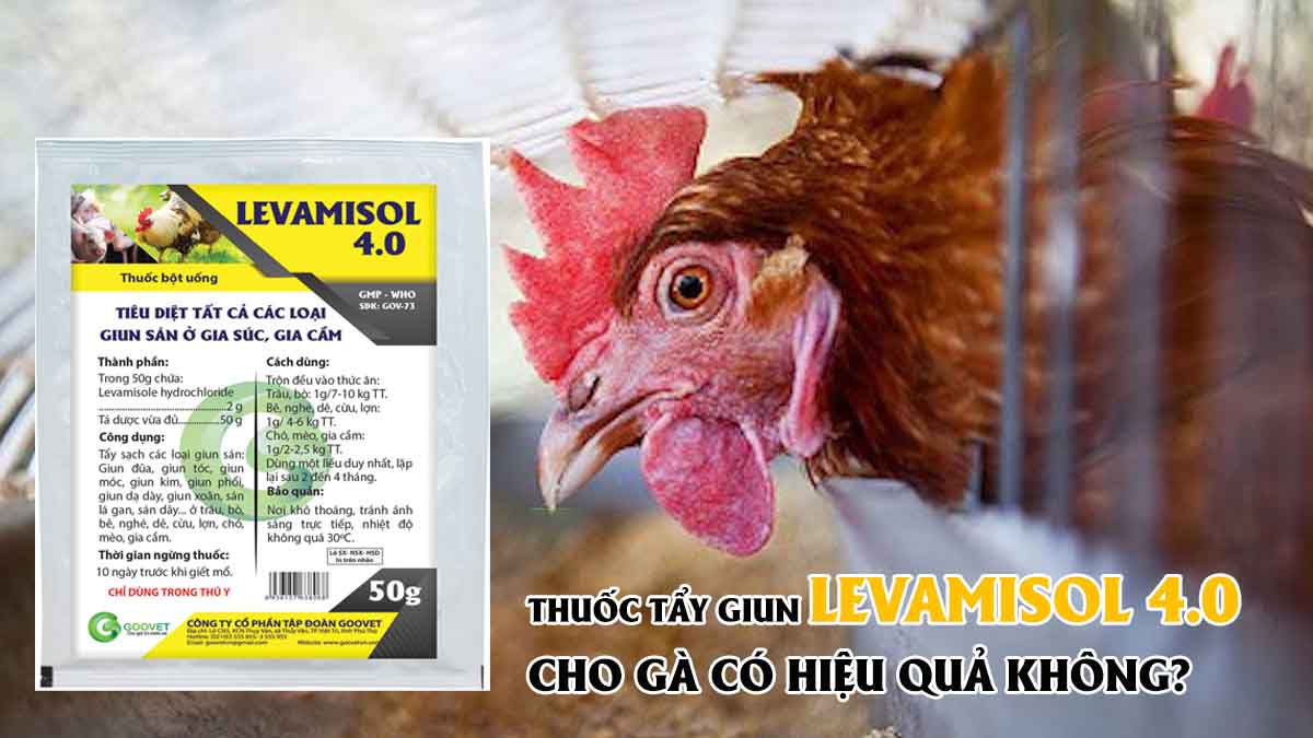 Thuốc tẩy giun Levamisol 4.0 cho gà có hiệu quả không?