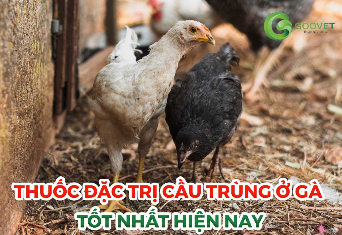 Thuốc đặc trị cầu trùng ở gà tốt nhất hiện nay