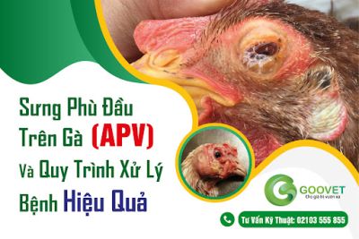 Sưng phù đầu trên gà (APV) và quy trình xử lý bệnh hiệu quả