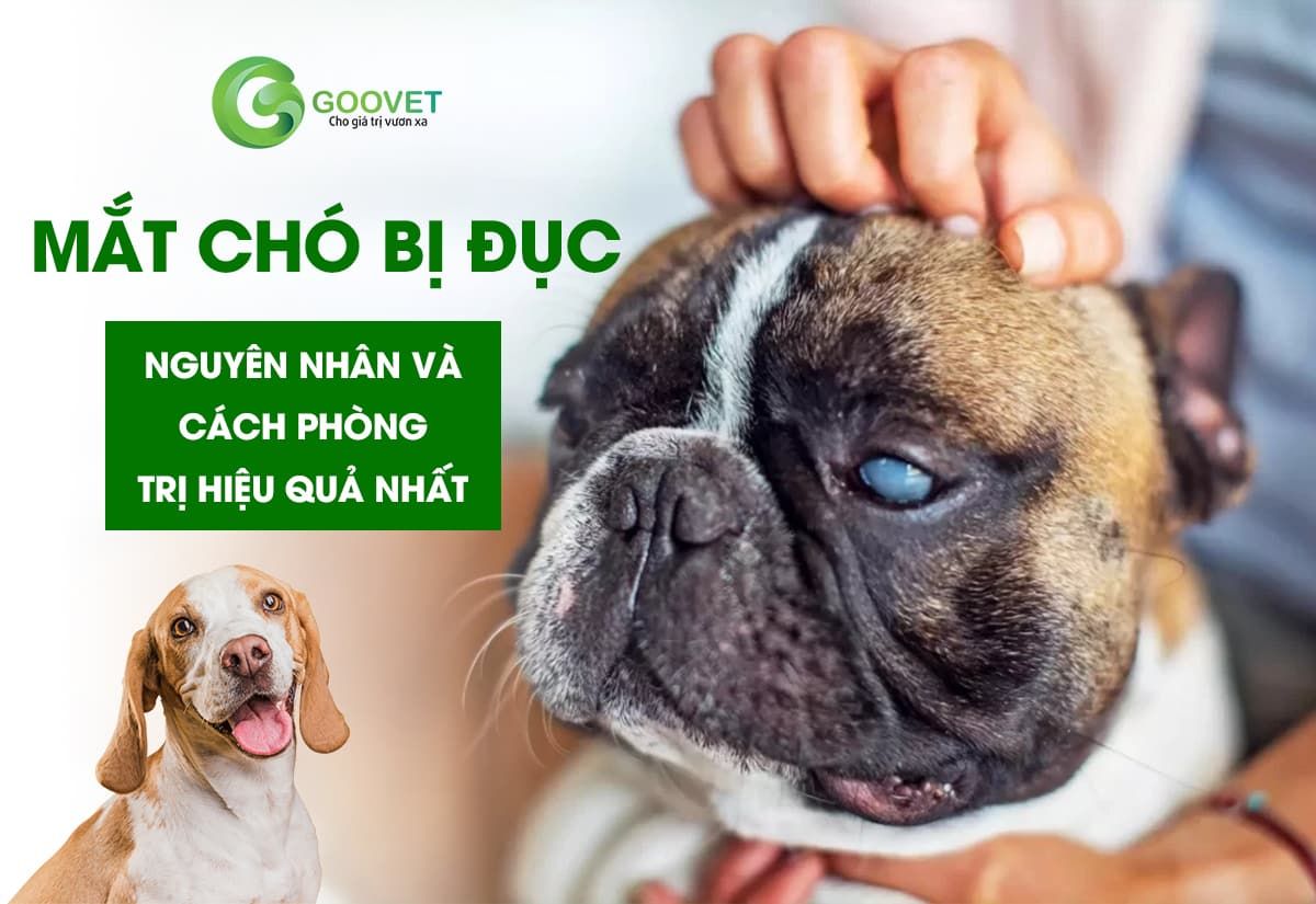 Mắt chó bị đục - Nguyên nhân và cách phòng trị hiệu quả nhất