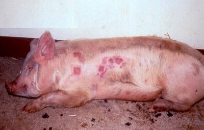 Bệnh đóng dấu lợn và phác đồ điều trị bệnh hiệu quả nhất