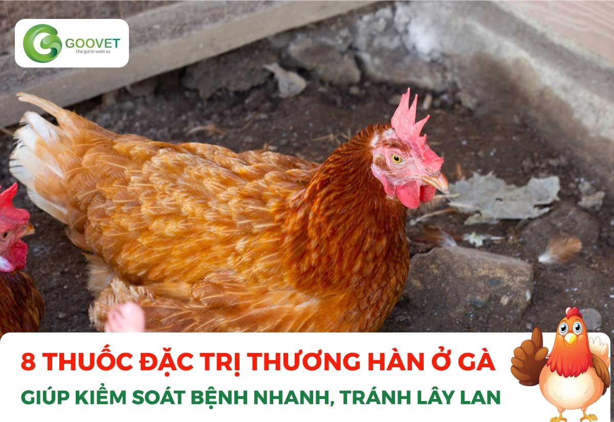 8 thuốc đặc trị thương hàn ở gà giúp kiểm soát bệnh nhanh, tránh lây lan