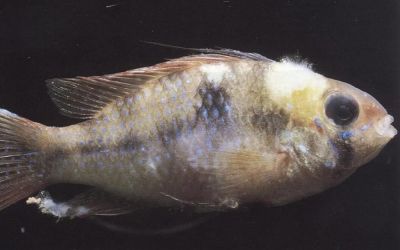 Một số bệnh thường gặp ở cá nước ngọt