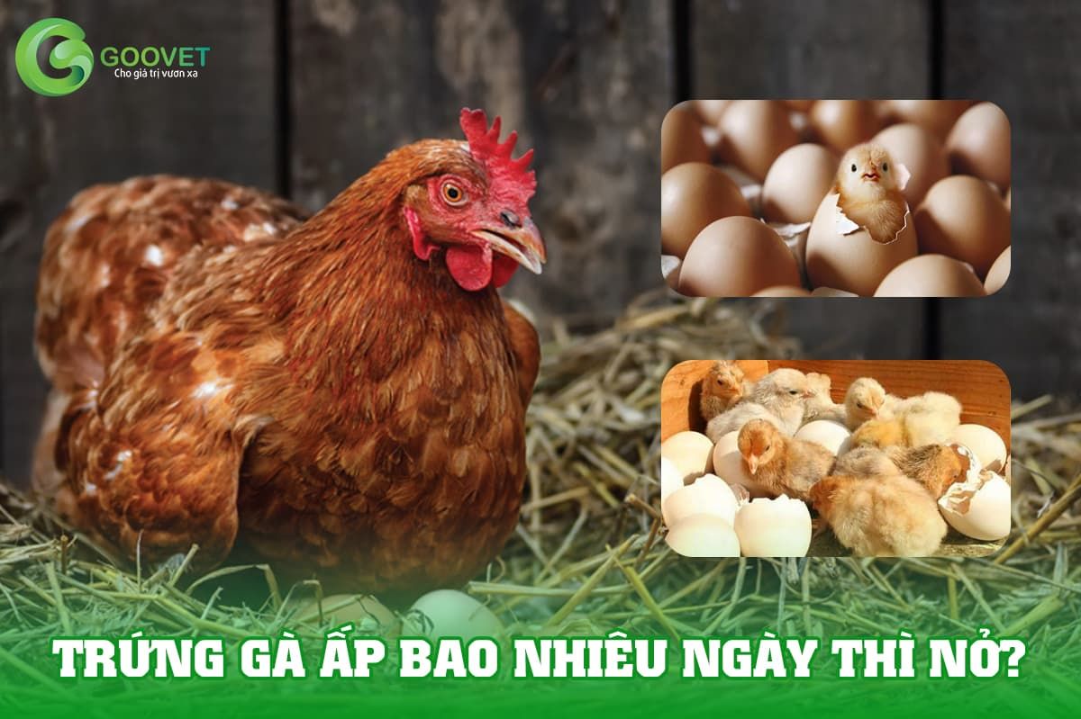 Trứng gà ấp bao nhiêu ngày thì nở?