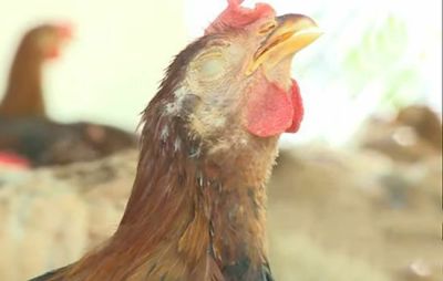 Bệnh hen phức hợp trên gà (ORT)