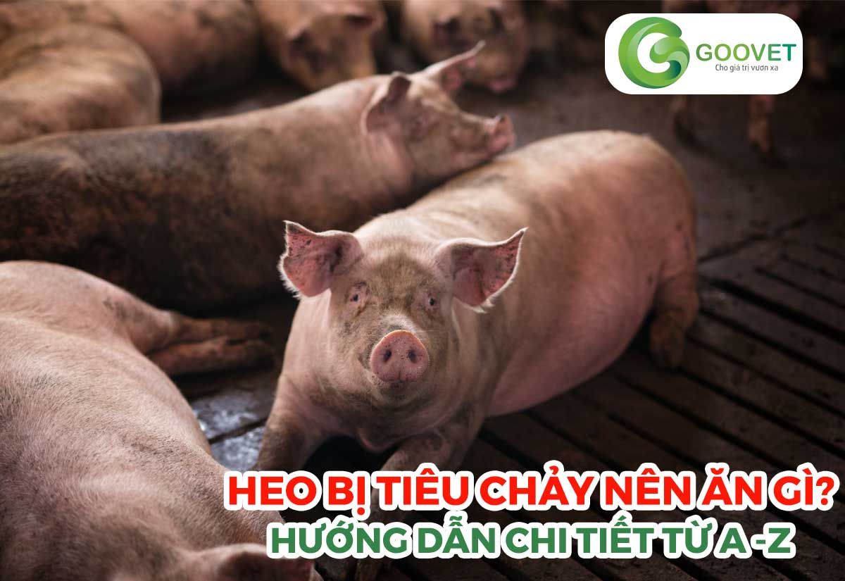 Heo bị tiêu chảy nên cho ăn gì? Hướng dẫn chi tiết từ A đến Z