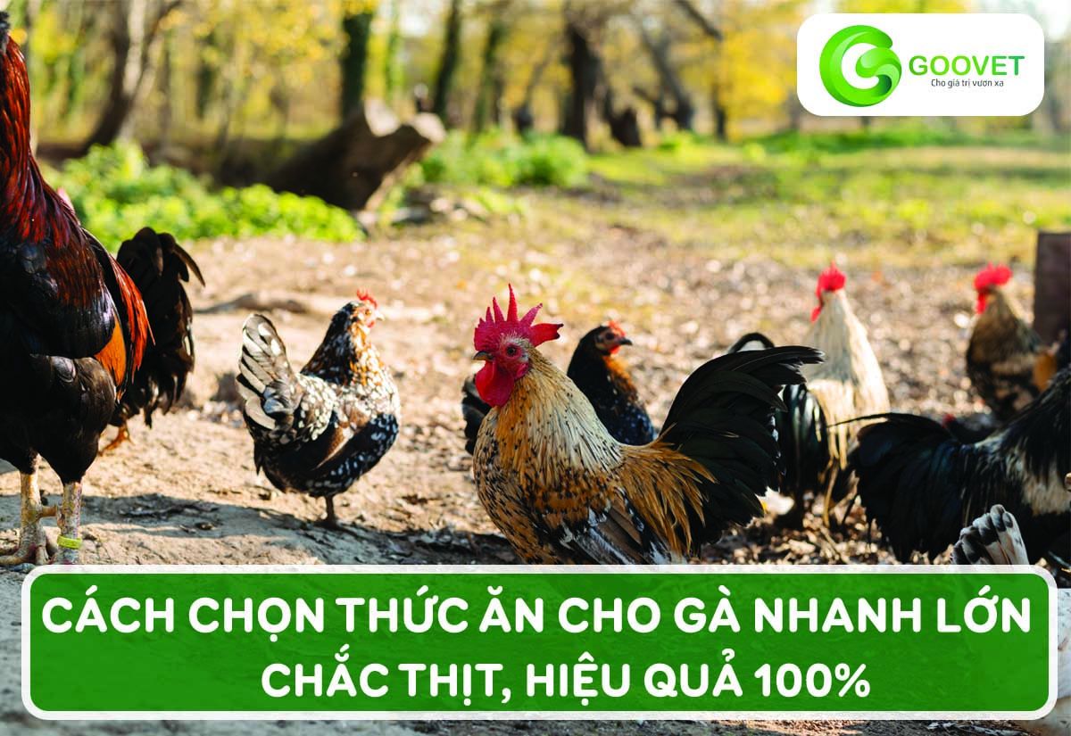 Cách chọn thức ăn cho gà nhanh lớn, chắc thịt, hiệu quả 100%